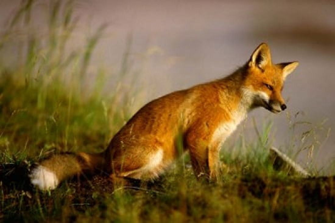 Red Fox Cub Canvas Art - Jaynes Gallery DanitaDelimont (27 x 18)