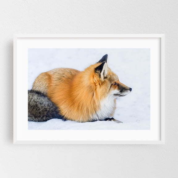 Red Fox Gazing in Snow - Photography Fox Wildlife Animal Nature Winter Snow Scenic White Framed Wall Art Print 16 x 24 inches