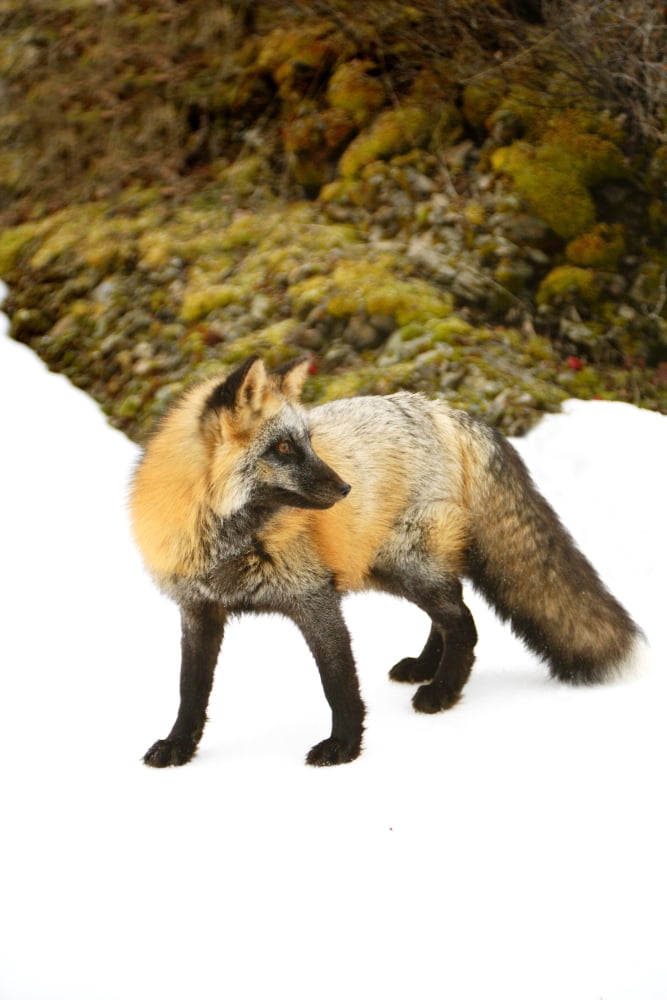 Red Fox In Snow Canvas Art - Richard Wear Design Pics (11 x 17)