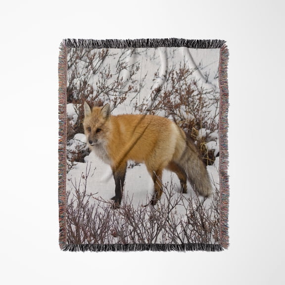 Red Fox In Winter, Churchill Wildlife Area, Churchill, Mb, Canada., Woven Blanket