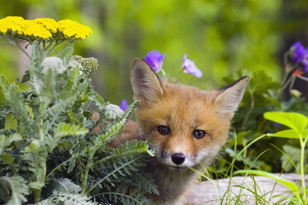 Red Fox Kit In Spring Wildflowers Minnesota Captive Canvas Art - Michael DeYoung Design Pics (17 x 11)