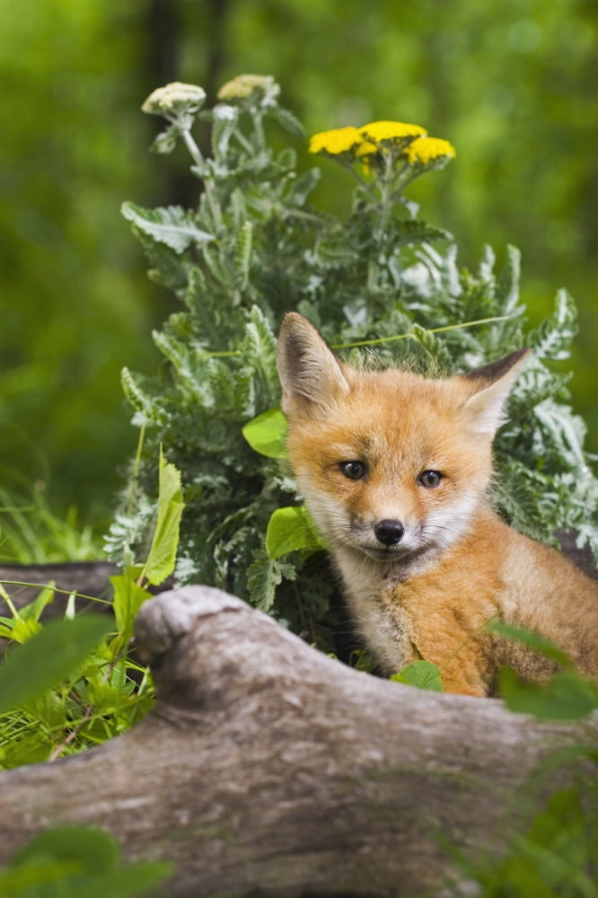 Red Fox Kit In Spring Wildflowers Minnesota Captive Canvas Art - Michael DeYoung Design Pics (22 x 34)
