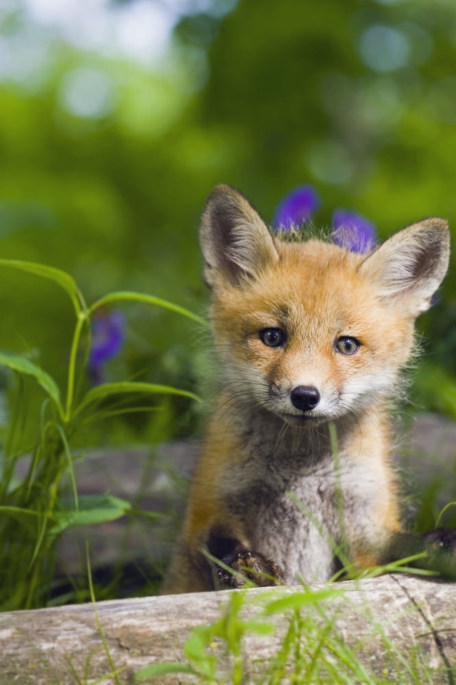 Red Fox Kit In Spring Wildflowers Minnesota Captive Canvas Art - Michael DeYoung Design Pics (22 x 34)