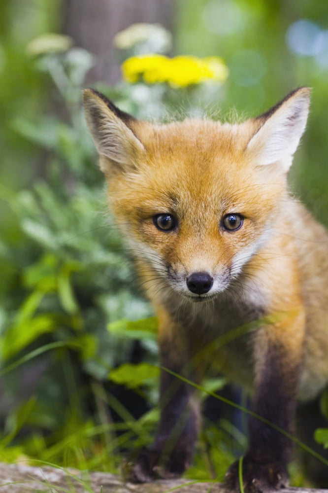 Red Fox Kit In Spring Wildflowers Minnesota Captive Canvas Art - Michael DeYoung Design Pics (22 x 34)