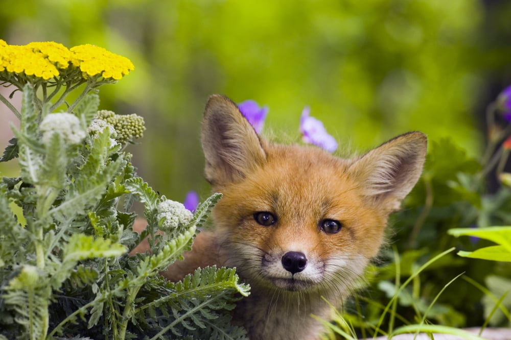 Red Fox Kit In Spring Wildflowers Minnesota Captive Canvas Art - Michael DeYoung Design Pics (34 x 22)