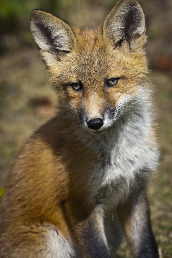 A Red Fox Kit Looks At Camera From Near Its Den On The Anchorage Hillside In Summer Southcentral Alaska Canvas Art - Doug Lindstrand Design Pics (22 x 34)