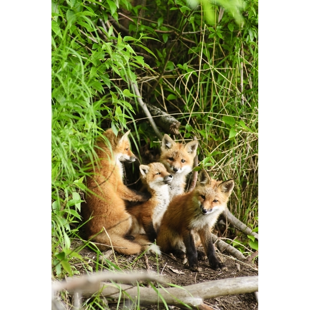 Red Fox Kits Playing Close To Their Den During Summer In Alaska Poster