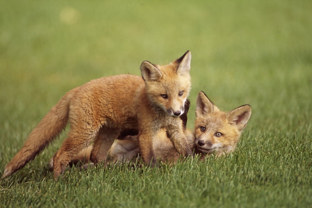 Red Fox Kits Playing Together On Golf Course On Elmendorf Airforce Base Anchorage Alaska Summer Canvas Art - Doug Lindstrand Design Pics (17 x 11)