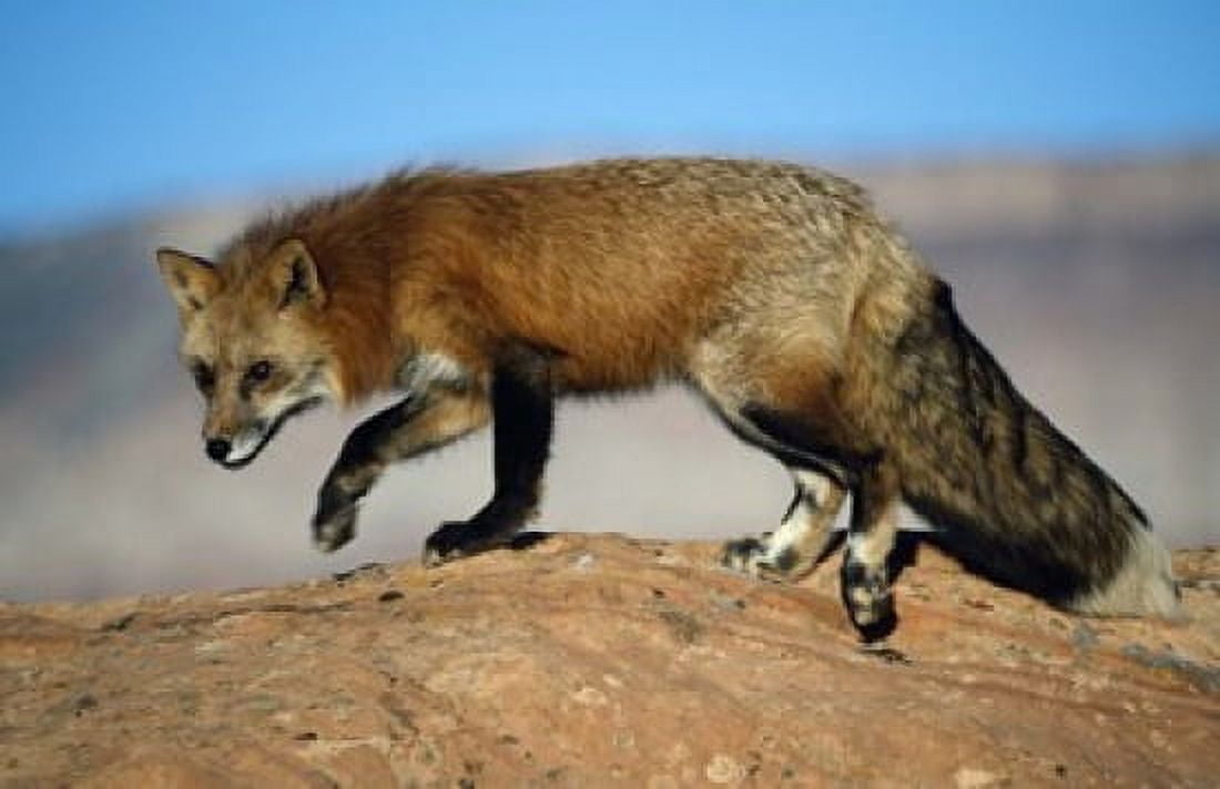 Red Fox On Hilltop Canvas Art - Panoramic Images (16 x 11)