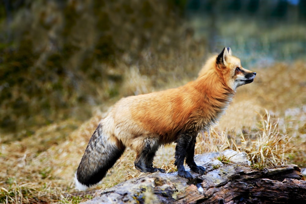 Red Fox On Rocks Canvas Art - Richard Wear Design Pics (34 x 22)
