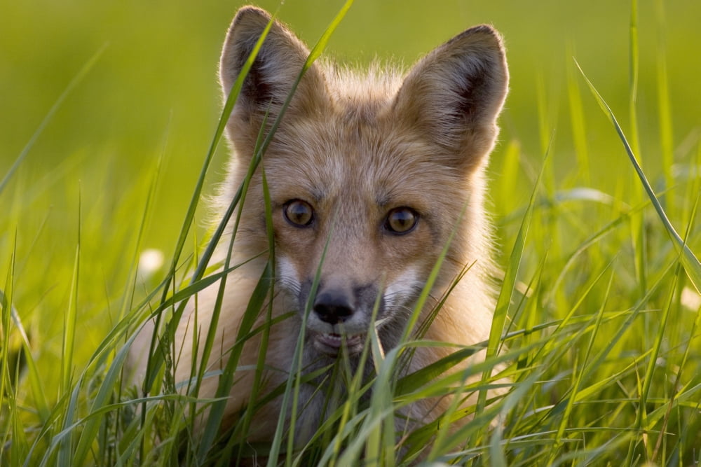 Red Fox Prince Edward Island Canvas Art - John Sylvester Design Pics (34 x 22)