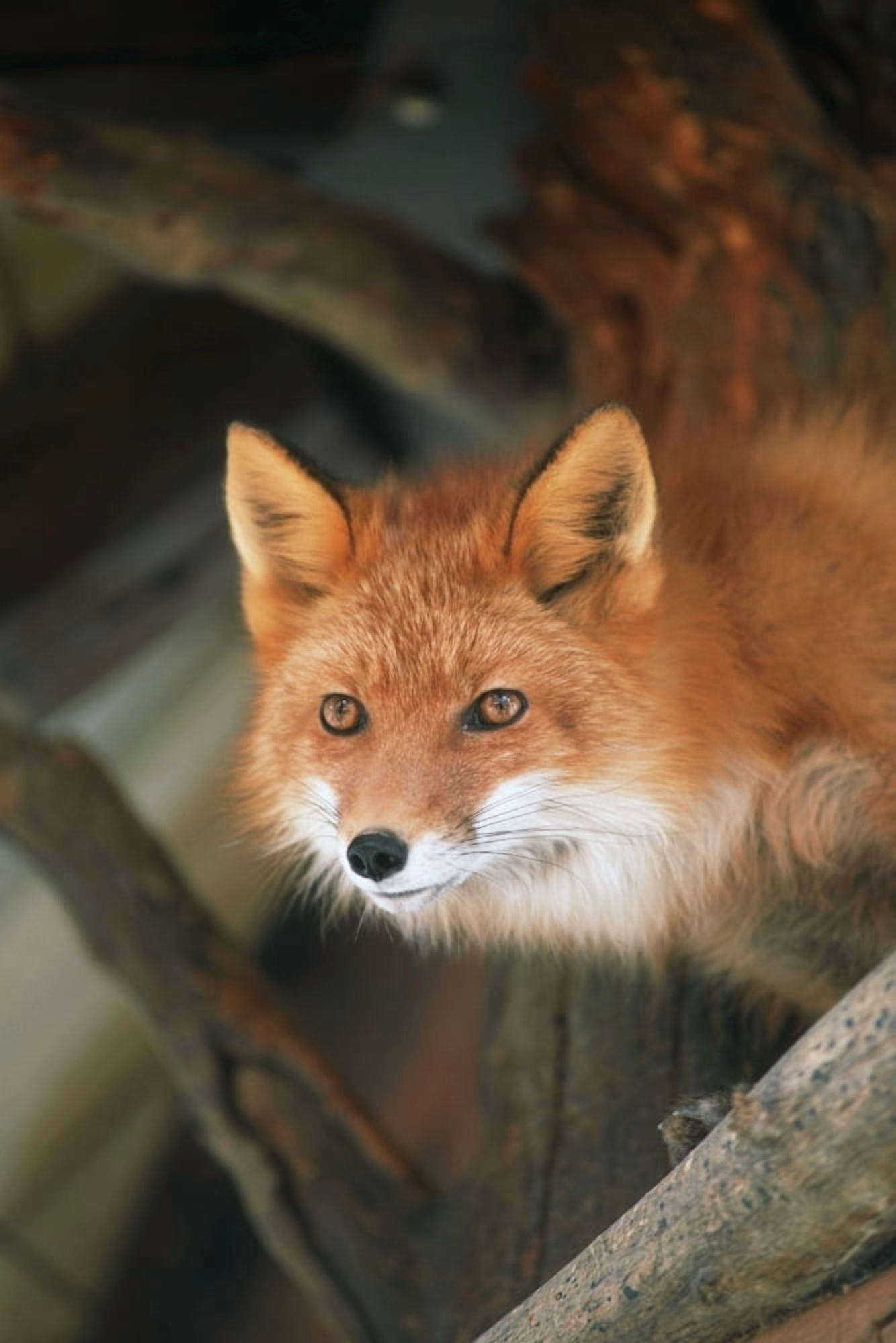 Red Fox Sitting Under A Shelter At The Alaska Wildlife Conservation Center In Southcentral Alaska Captive Canvas Art - Doug Lindstrand Design Pics (22 x 34)