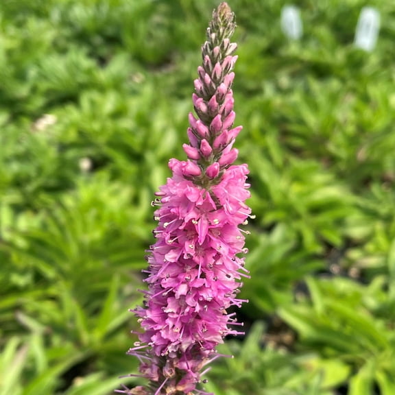 Veronica spicata 'Red Fox'Vibrant perennialAttracts pollinators  2 Gallon (Pack of 2)