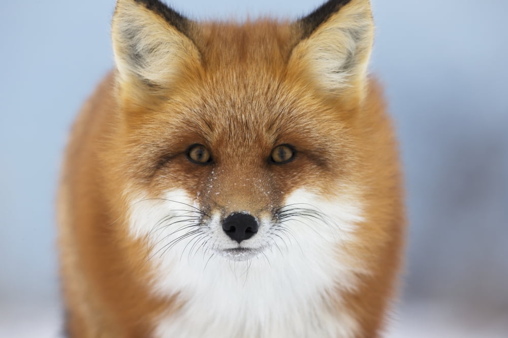 Red Fox Staring At The CameraChurchill Manitoba Canada Canvas Art - Robert Postma Design Pics (38 x 24)