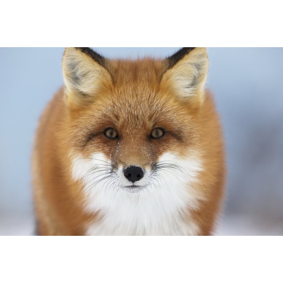 Red Fox Staring At The CameraChurchill Manitoba Canada Canvas Art - Robert Postma Design Pics (38 x 24)