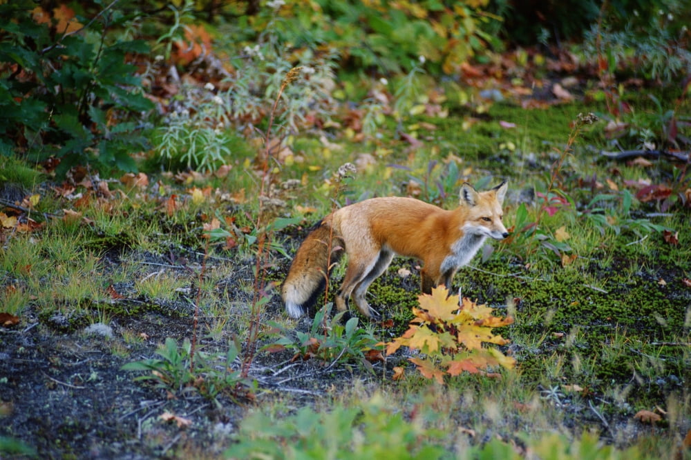Red Fox (Vulpes Vulpes) Fairbank Provincial Park Ontario Canvas Art - Mike Grandmaison Design Pics (18 x 12)