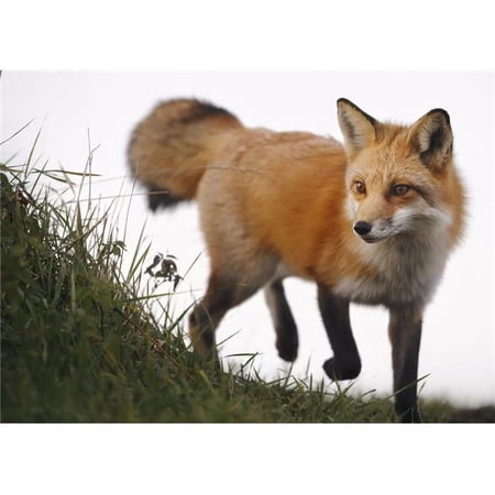 Red Fox Vulpes Vulpes - Montreal Quebec Canada Poster Print - 18 x 13 in.