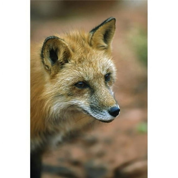 Red Fox Vulpes Vulpes Utah USA Poster Print, 12 x 18