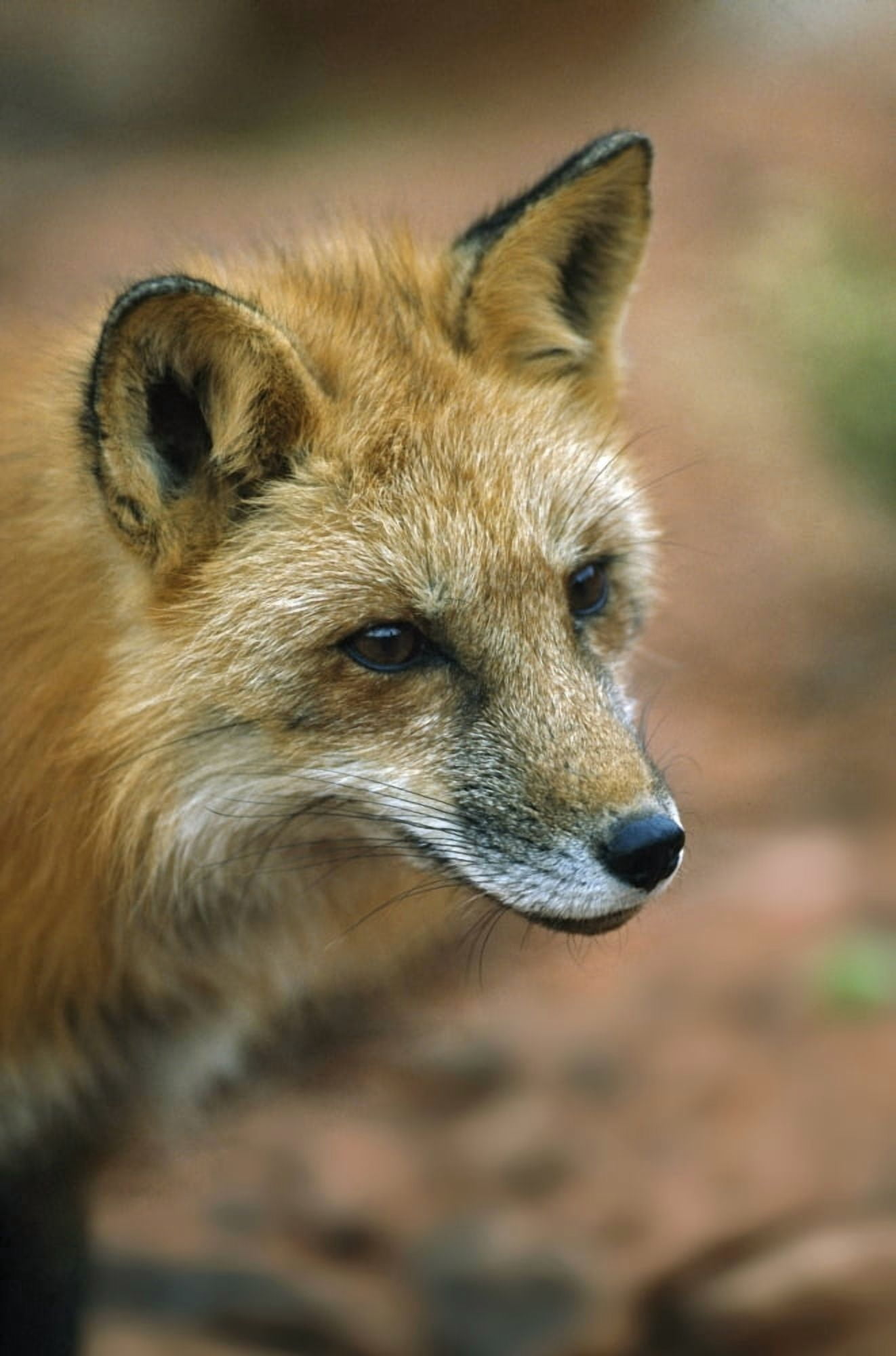 Red Fox (Vulpes Vulpes) Utah Usa Canvas Art - David Ponton Design Pics (24 x 36)