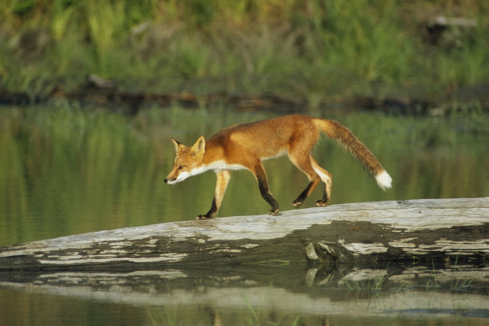 Red Fox Walks On Log In Pond Sc Ak Captive Summer Canvas Art - Doug Lindstrand Design Pics (34 x 22)