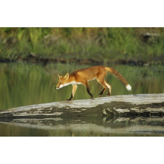 Red Fox Walks On Log In Pond Sc Ak Captive Summer Poster Print (17 x 11)