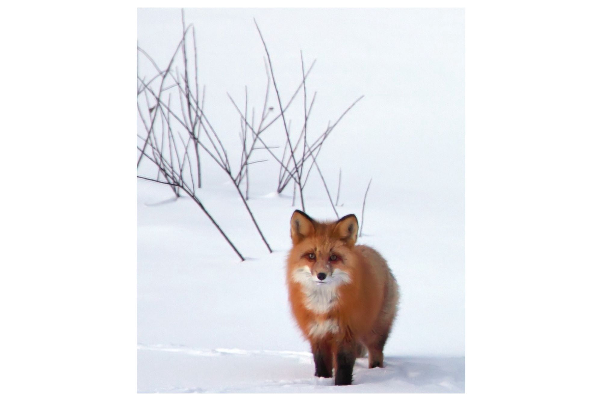 Red Fox Yukon Canvas Art - Robert Postma Design Pics (17 x 11)