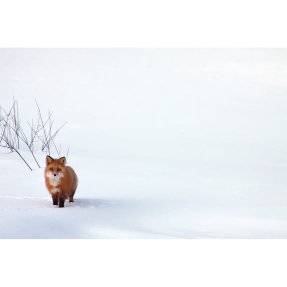 Red Fox, Yukon Poster Print (34 x 22)