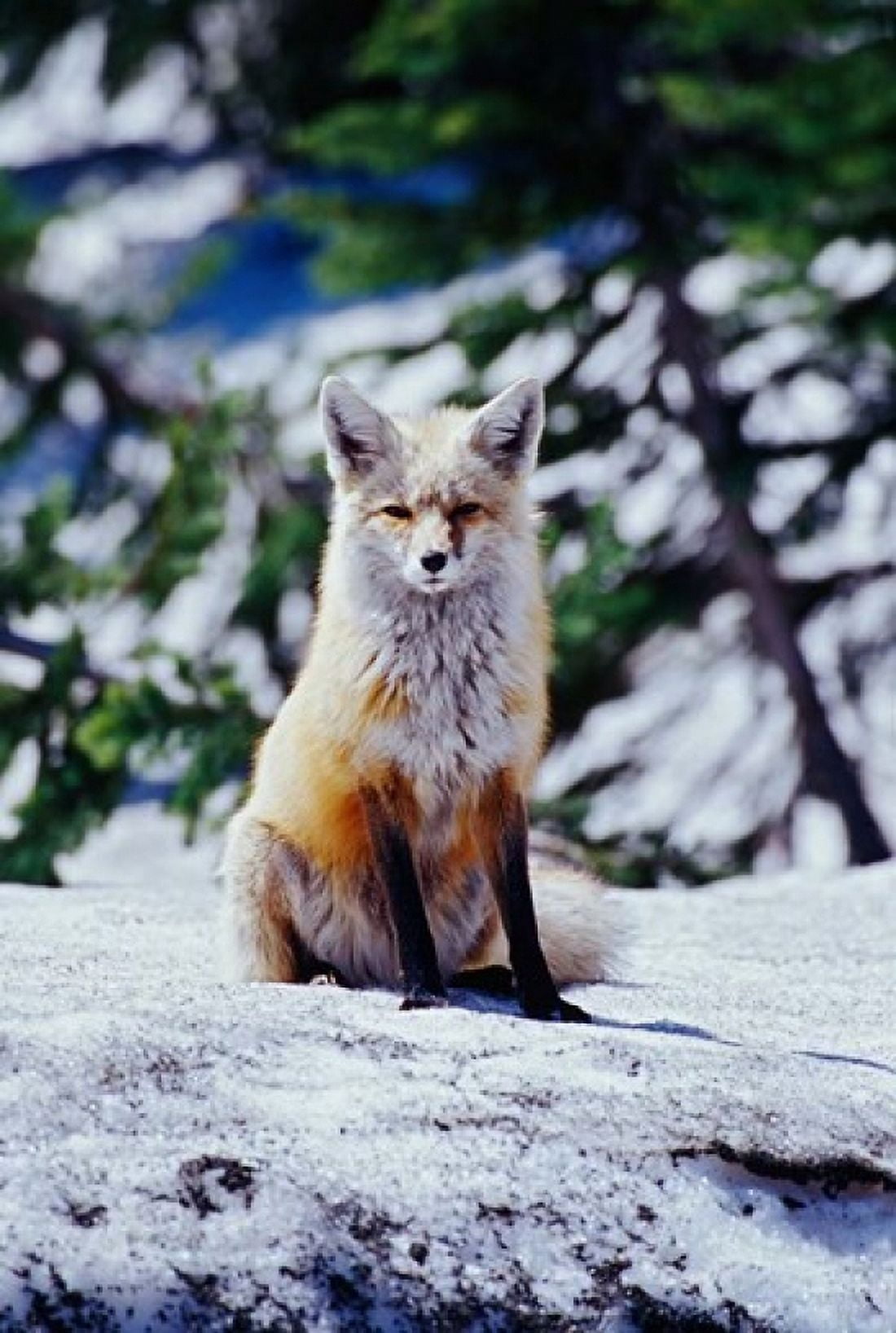 Red Fox on Snow Bank Mt Rainier National Park Washington Canvas Art - Adam Jones DanitaDelimont (18 x 27)
