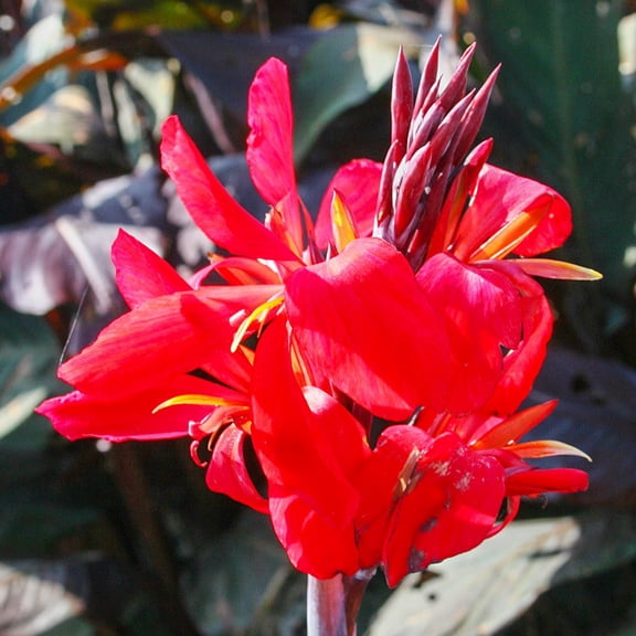 Red Futurity Canna Flower Bulbs - 3 Bulbs per Pack - Attracts Butterflies and Hummingbirds - Easy to Grow Live Plants - Outdoor Garden
