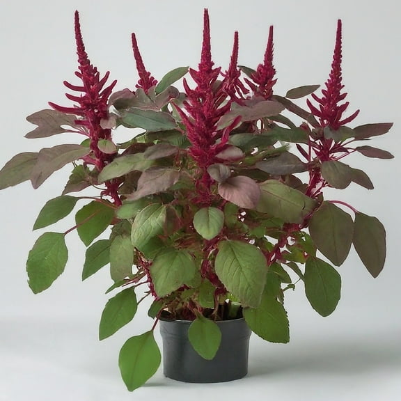 Red Garnet Amaranth Seeds - Heirloom, Non-GMO, 200 Seeds, Vibrant Microgreens & Ornamental Plant for Home Gardening. Stunning Plant for Every Garden.