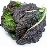Red Garnet Mustard Green Seeds - 500 Count Seed Pack - Non-GMO - Deep red, Rounded Leaves with a Bold Spicy, Mustard Flavor. - Country Creek LLC