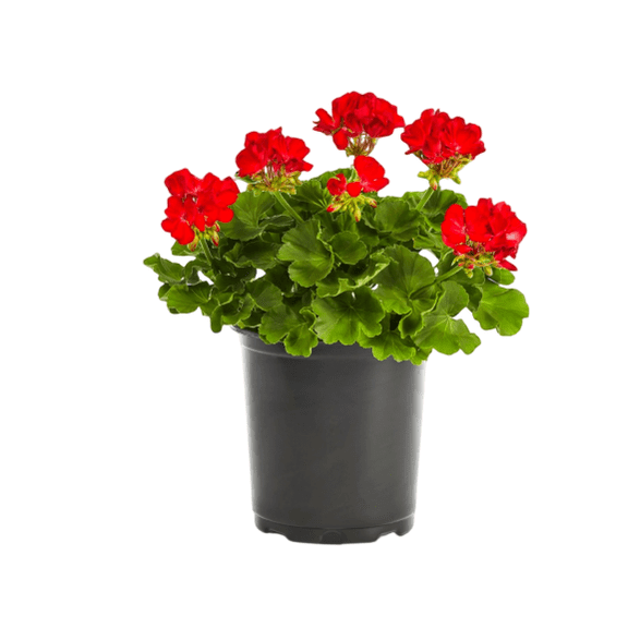 Red Geranium Live Plant, Vibrant Blooms Geranium Plant, Perennial Geranium Flowers 4 to 6 Inc Tall for Indoor Outdoor