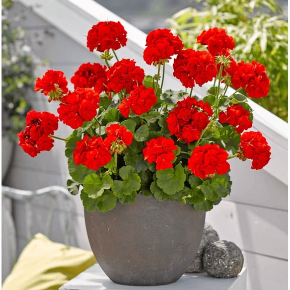 Red Geranium Plants Live, Vibrant Blooms, Hardy Perennial Geranium Flowers 4-6 Inches, Indoor Outdoor Planting