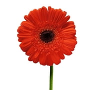 Pink Gerberas - Farm Direct Fresh Cut Flowers - 50 Stems