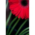thumbnail image 1 of Red Gerbera Daisy Poster Print by Erin Berzel, 1 of 2