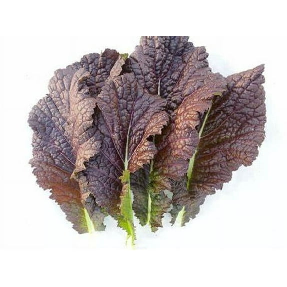 Red Giant Mustard Green Seeds - 200 Count Seed Pack - Non-GMO - A Beautiful Mustard from Japan Well-savoyed Leaves, predominately Reddish-Purple with an Undercoat of deep Green. - Country Creek LLC