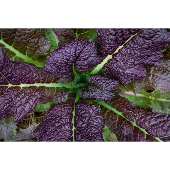 Red Giant Mustard Greens Premium Seed Packet