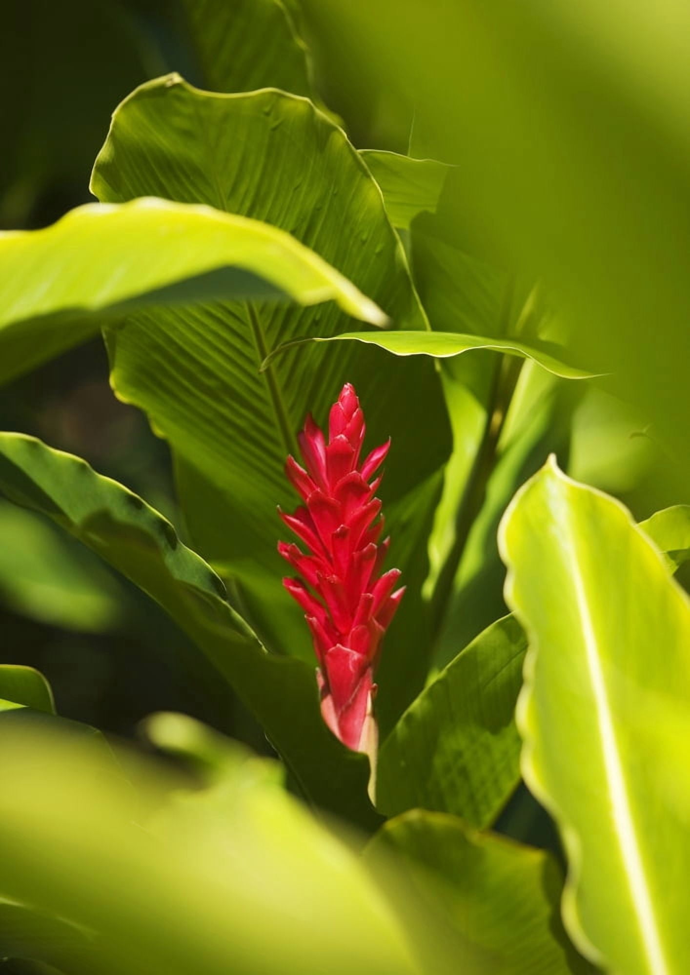 Red Ginger Flower Between Green Leaves Canvas Art - Ron Dahlquist Design Pics (11 x 16)