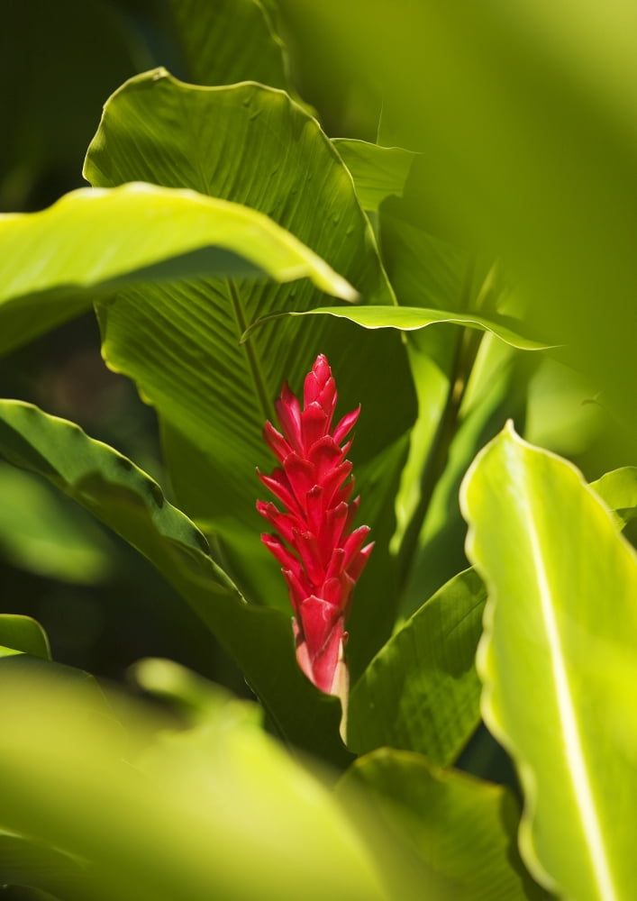Red Ginger Flower Between Green Leaves Canvas Art - Ron Dahlquist Design Pics (22 x 32)