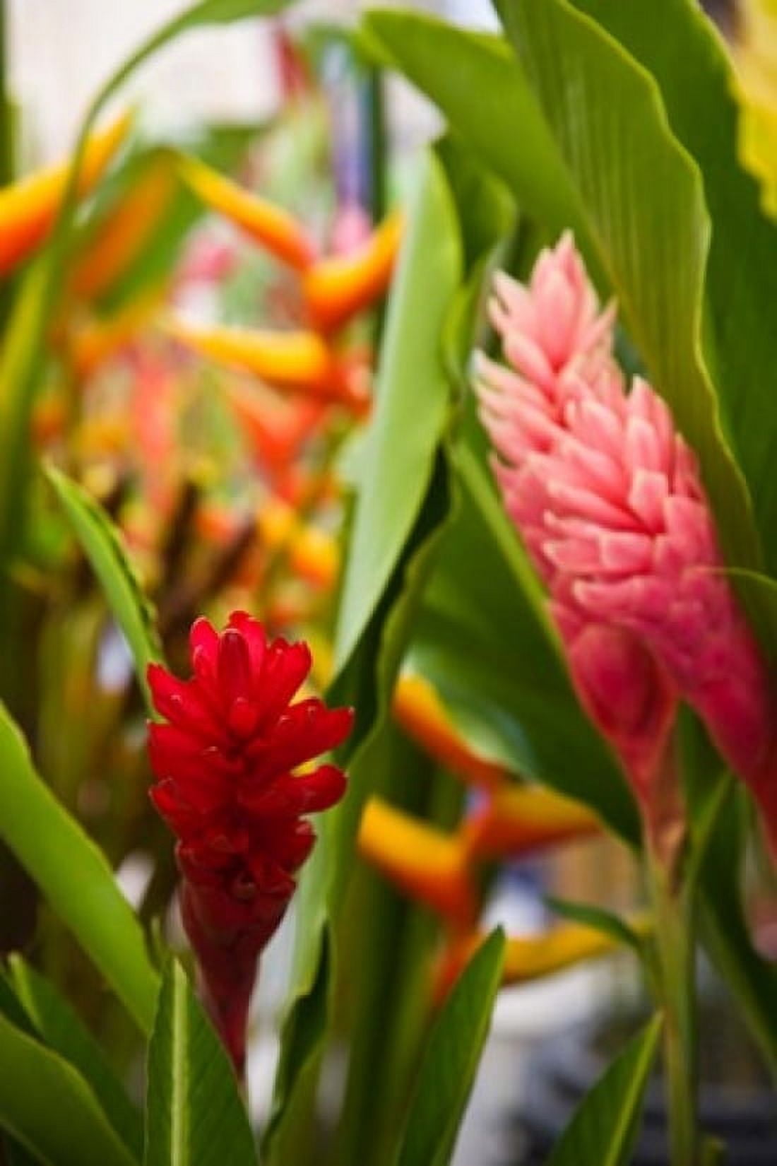 Red Ginger Flowers Seafront Market Canvas Art - Walter Bibikow DanitaDelimont (24 x 36)