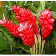 thumbnail image 1 of Red Ginger Plant Root Live Plants, 1 Count, Partial Shade, 1 of 6