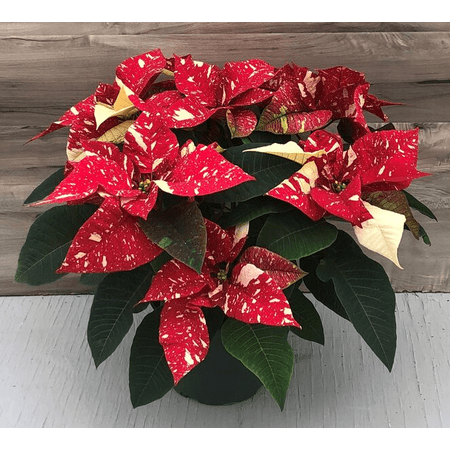 Red Glitter Poinsettia Plant Live for Planting, Stripes Red Poinsettia Flowers for Holiday Christmas Gift, Decoration Houseplant 4-7" in Tall