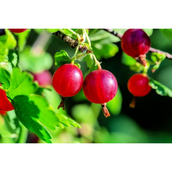 Red Gooseberry Seedlings for Planting - Grow Green Gooseberry Plants - Hinnomaki Gooseberry (3 Seedlings)