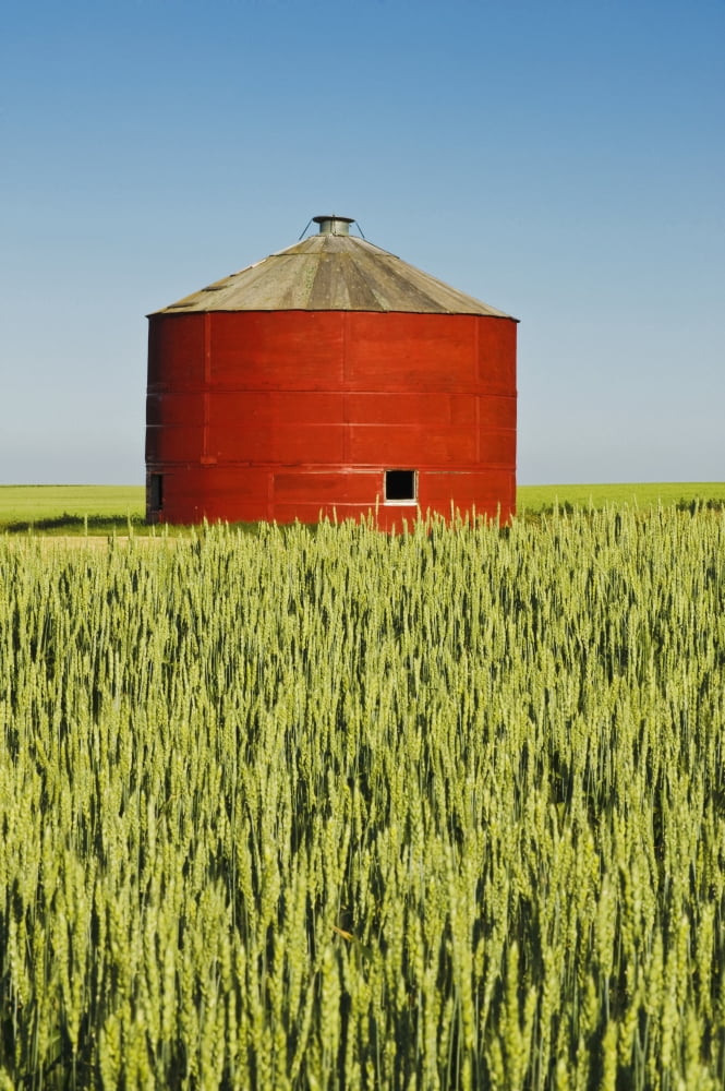 Red Grain Bin In Wheat Field Sceptre Saskatchewan Canada Canvas Art - Dave Reede Design Pics (24 x 38)