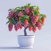 Red Grape Bonsai Plants for Growing - 1 Year Seedling, Catawba Grapes - Ready to Plant 1 Seedling