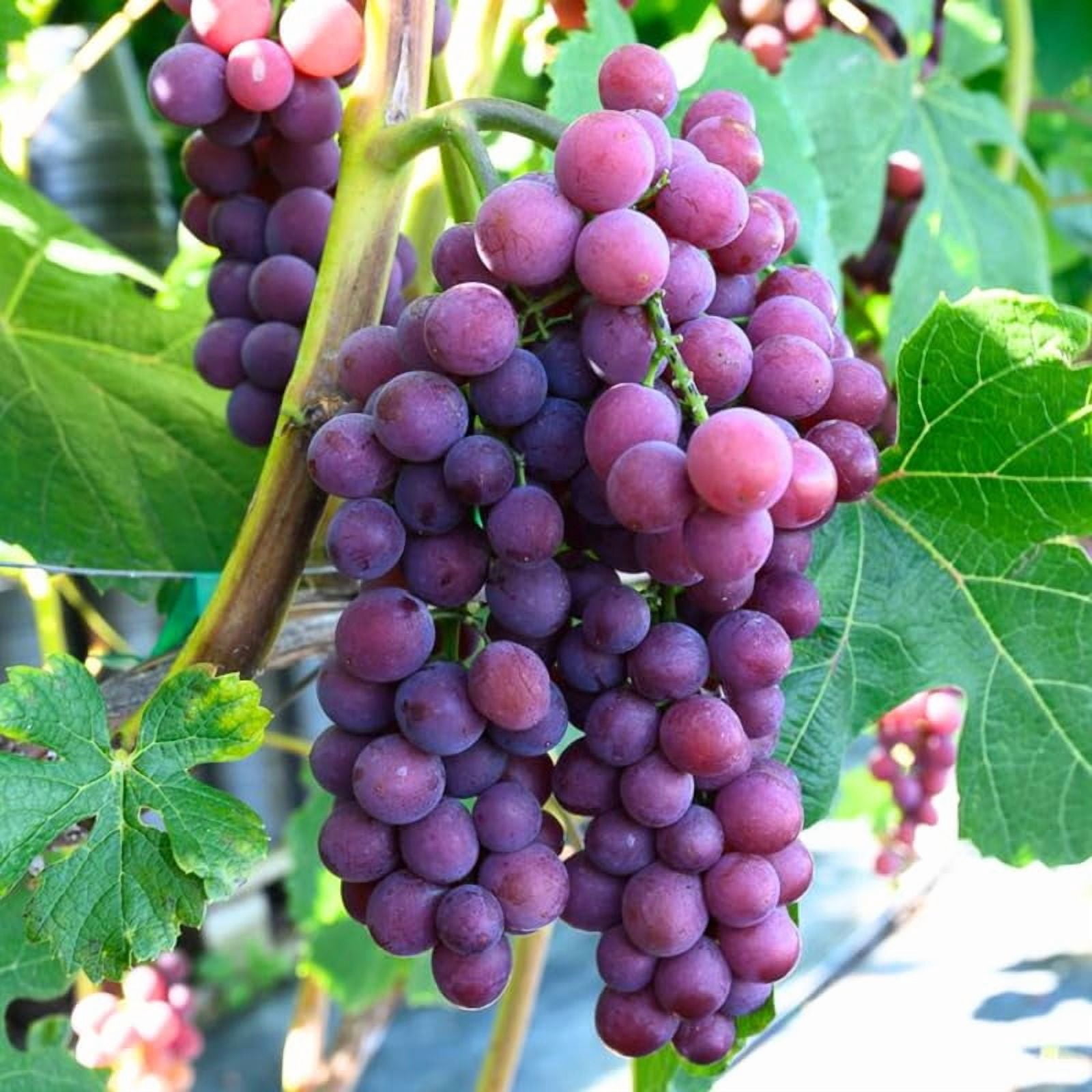 grape Red Grape Vine Live, 5-9