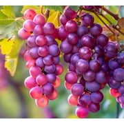 Red Grape Vine Plants for Growing - 1 Year Seedlings, Catawba Grapes - Ready to Plant 3 Seedlings