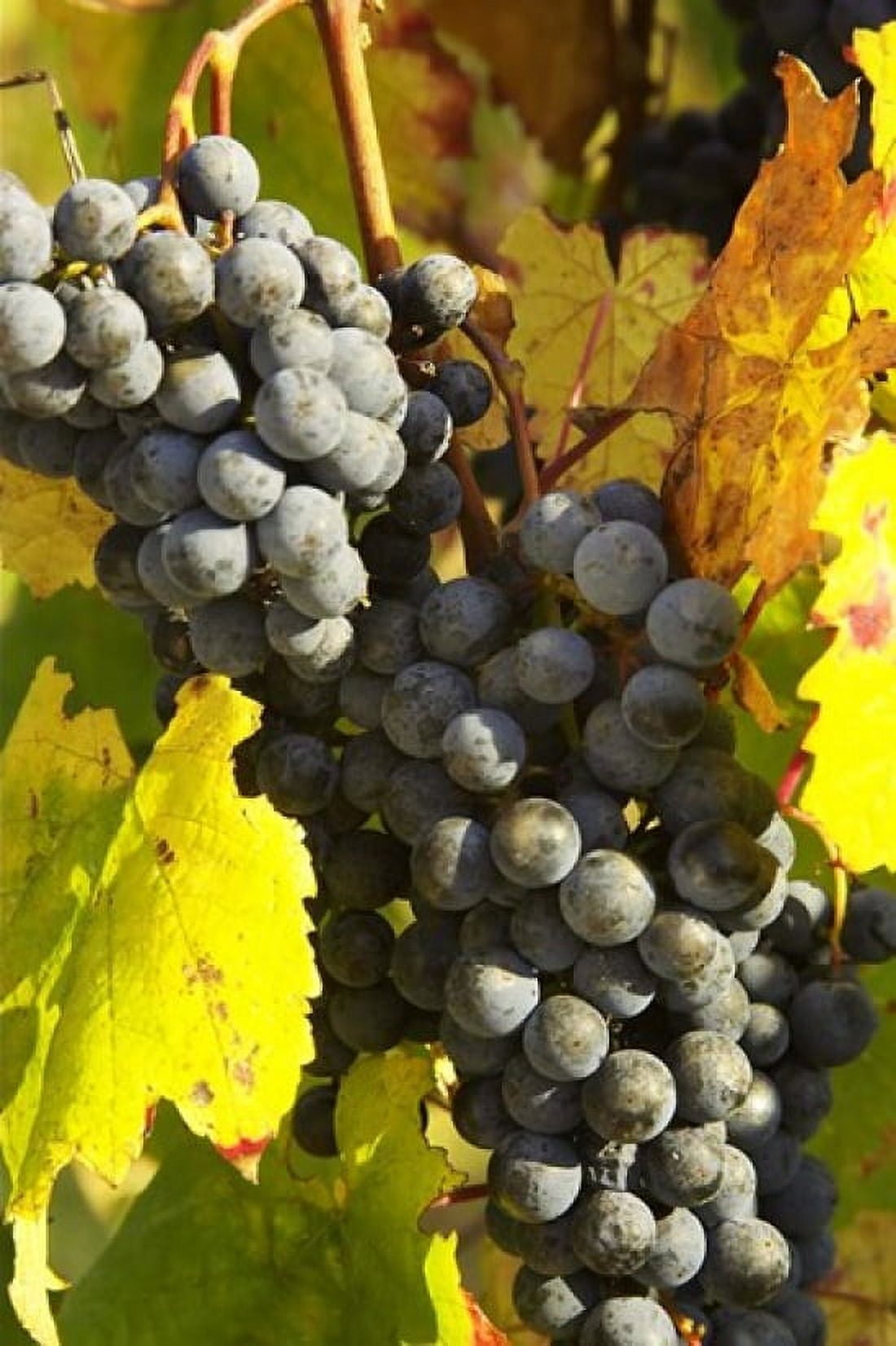 Red Grapes Boyntons of Bright Vineyard near Bright Victoria Australia Canvas Art - David Wall DanitaDelimont (17 x 26)