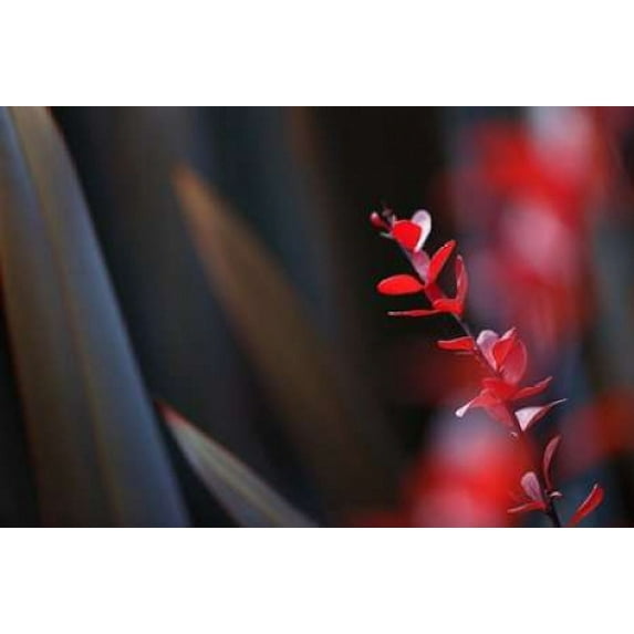 Red Grey Interplay II Poster Print by Rita Crane (24 x 36)