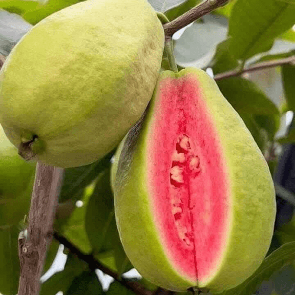 Red Guava Live Plant, Red Guava Tropical Fruit Tree, Well Roots, 15 inches Tall for Planting